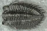 Coltraneia Trilobite Fossil - Huge Faceted Eyes #191848-1